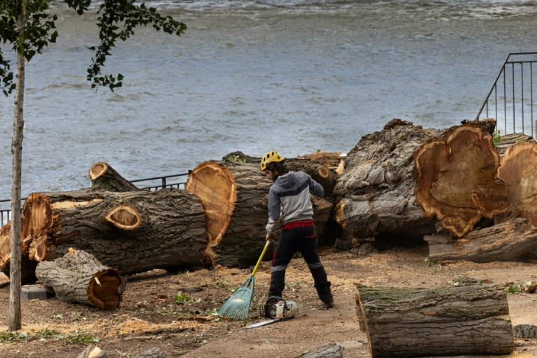 Un empleado limpia una zona de árboles cortados a orillas del río Sena, en París, el 4 de julio de 2024 (Joel Saget)