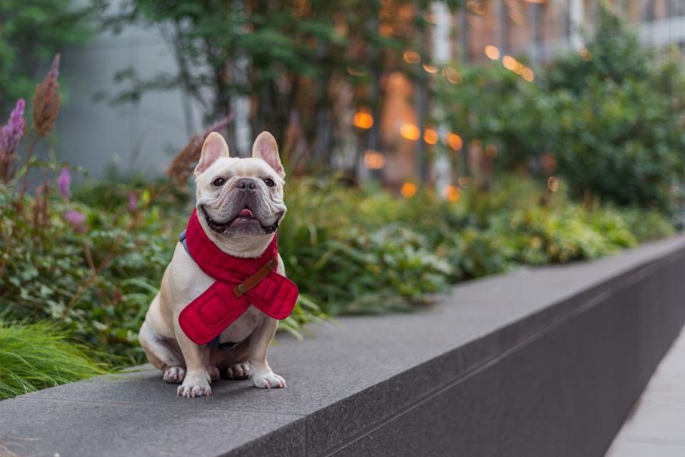 Puffer Hug Dog may be the next best thing to an actual hug on cool nights. pufferhug.com