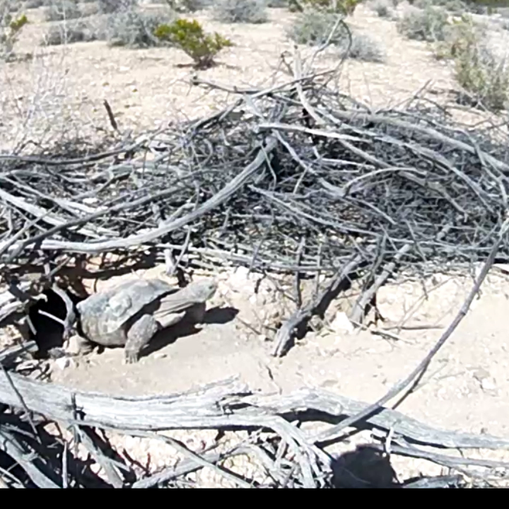 Mojave Max, Southern Nevada’s famous desert tortoise and weather prognosticator, officially emerged from his burrow on April 23, 2024, at 3:09 p.m. The latest day he has ever emerged was last year on April 24th. The earliest he has emerged was Feb. 14, 2005, at 11:55 a.m. Credit: Clark County Desert Conservation Program