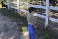 <p>Archie enjoys the outdoors as a dog explores in the background. </p>