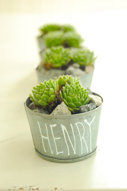 Succulent Favors