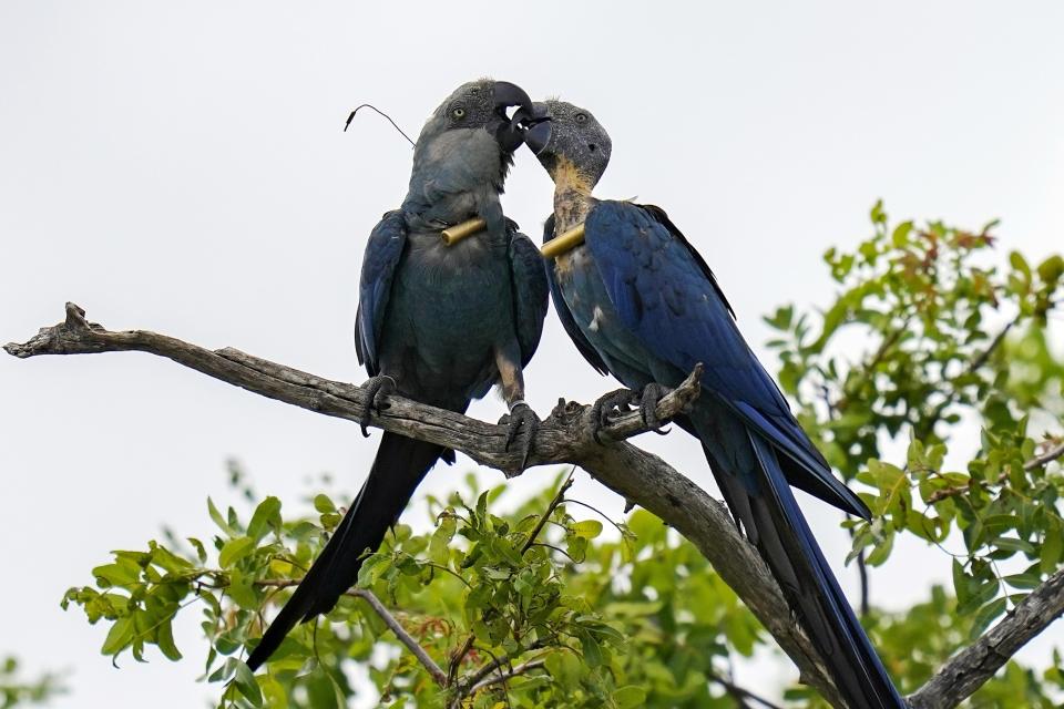 Spix's macaws perform their mating rituals on tree branches in a breeding facility project in their native habitat in a rural area of Curaca, Bahia state, Brazil, Monday, March 11, 2024. A South African couple is reintroducing the Spix’s macaw to nature through breeding and reintroduction efforts. Despite challenges such as habitat loss, climate change and government disagreements, they are working with local communities to return the bird to its native habitat. (AP Photo/Andre Penner)