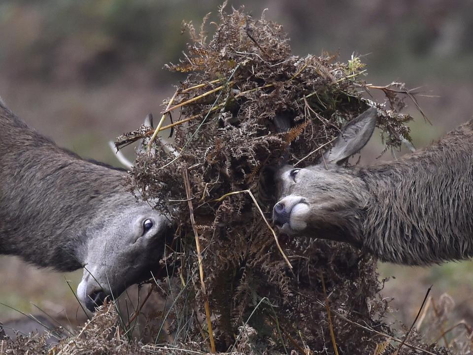 Two deer lock antlers with a great deal of mud caught between them