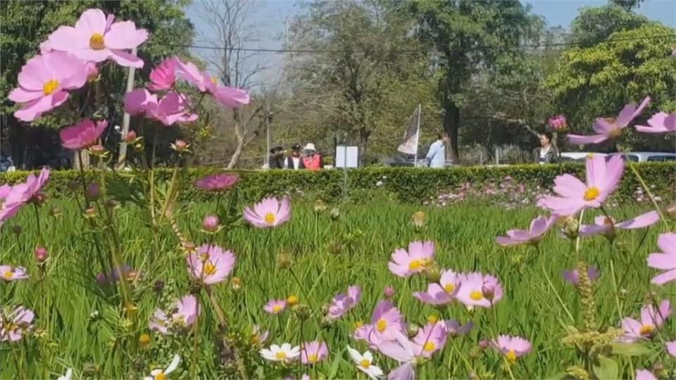 屏東南州糖廠美翻！觀賞十二生肖彩繪稻田與波斯菊花海