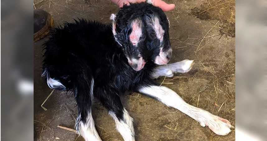 一出生就有兩個頭的小羊，農場主人也很意外。圖：翻攝自FB。）