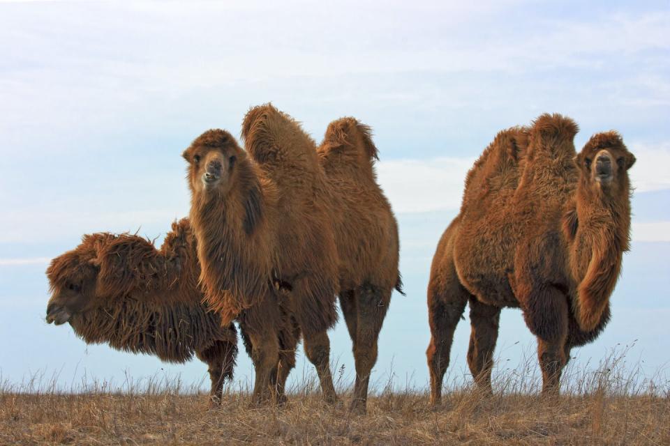 Los camellos bactrianos son capaces de detectar oasis a largas distancias porque perciben la presencia de geosmina a decenas de kilómetros. <a href="https://www.shutterstock.com/es/image-photo/camels-168152912" rel="nofollow noopener" target="_blank" data-ylk="slk:Shutterstock Yakov Oskanov;elm:context_link;itc:0;sec:content-canvas" class="link ">Shutterstock Yakov Oskanov</a>