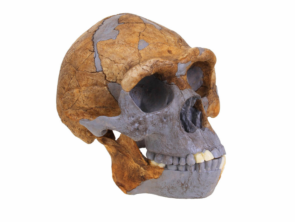 <p> In 1923, the fossils of a hominid that is sometimes called&#xA0;Peking Man&#xA0;(a form of&#xA0;<em>Homo erectus</em>), who lived between 200,000 and 750,000 years ago, was discovered in a cave near the village of Zhoukoudian, close to Beijing (which at that time was called Peking). The fossils&#xA0;disappeared in 1941, during the Japanese invasion of China, and their location today is unknown. Some scholars have speculated that the fossils were lost at sea while being transported to the United States (in an effort to save them from the invasion); others think they may actually be located under a parking lot in China. </p>