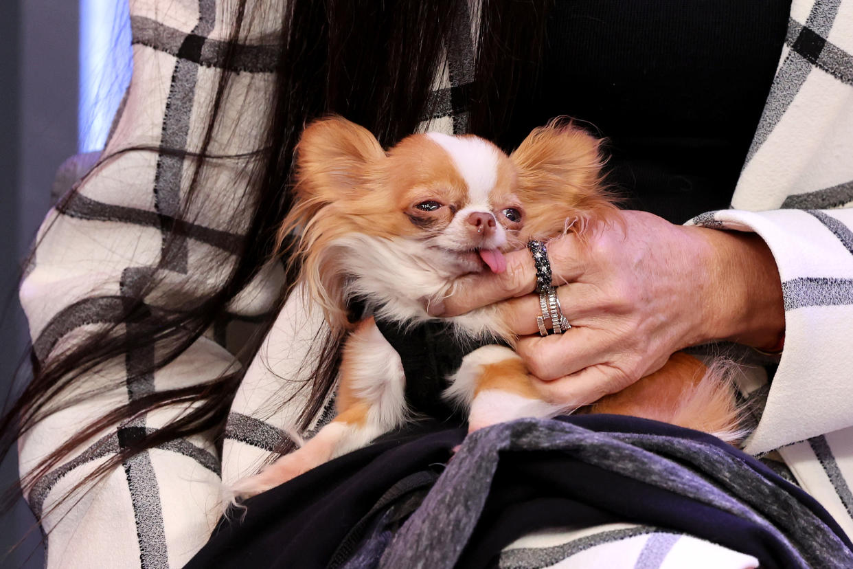 Pilaf in Moore’s lap while she participated in a SiriusXM town hall with the cast of Feud: Capote vs. the Swans.