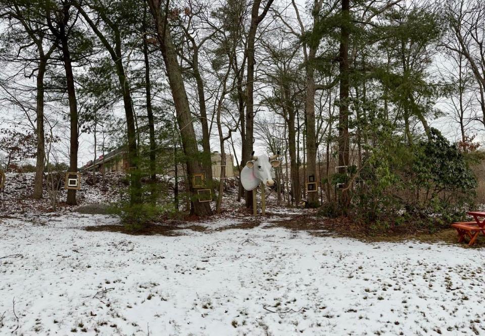 The Frame Center in Hanover bought one of the two sculpted cow heads that were on display in the pasture of the now-closed Peaceful Meadows Ice Cream, which has since reopened as a second site cream and dairy store site for Honstra Farms in Norwell..