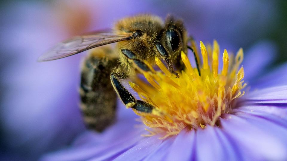 Immer seltener: Eine Biene sammelt am Pollen von einer Blüte.