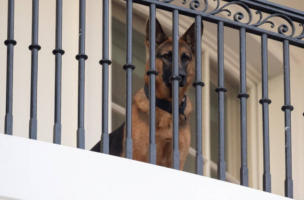 Commander, le chien du président américain Joe Biden, est vu assis sur le balcon Truman à la Maison Blanche à Washington, DC, le 30 septembre 2023.