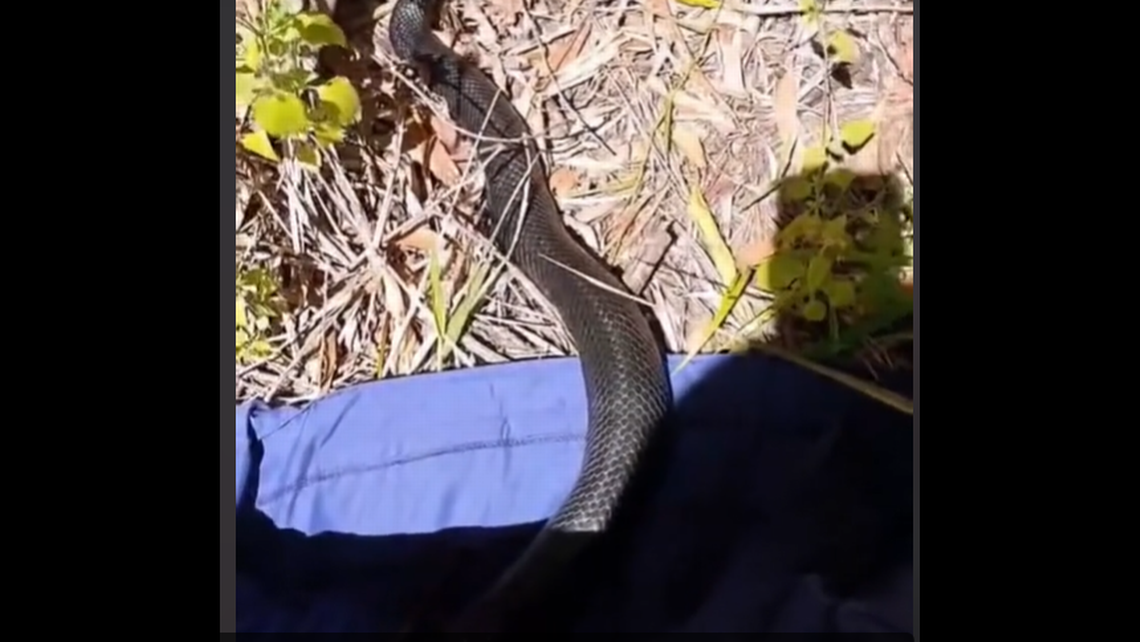 The snake was safely captured and released. Screengrab from Sunshine​ Coast Snake Catchers' TikTok video