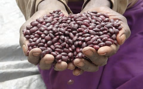 Biofortified beans in Rwanda - Credit: HarvestPlus