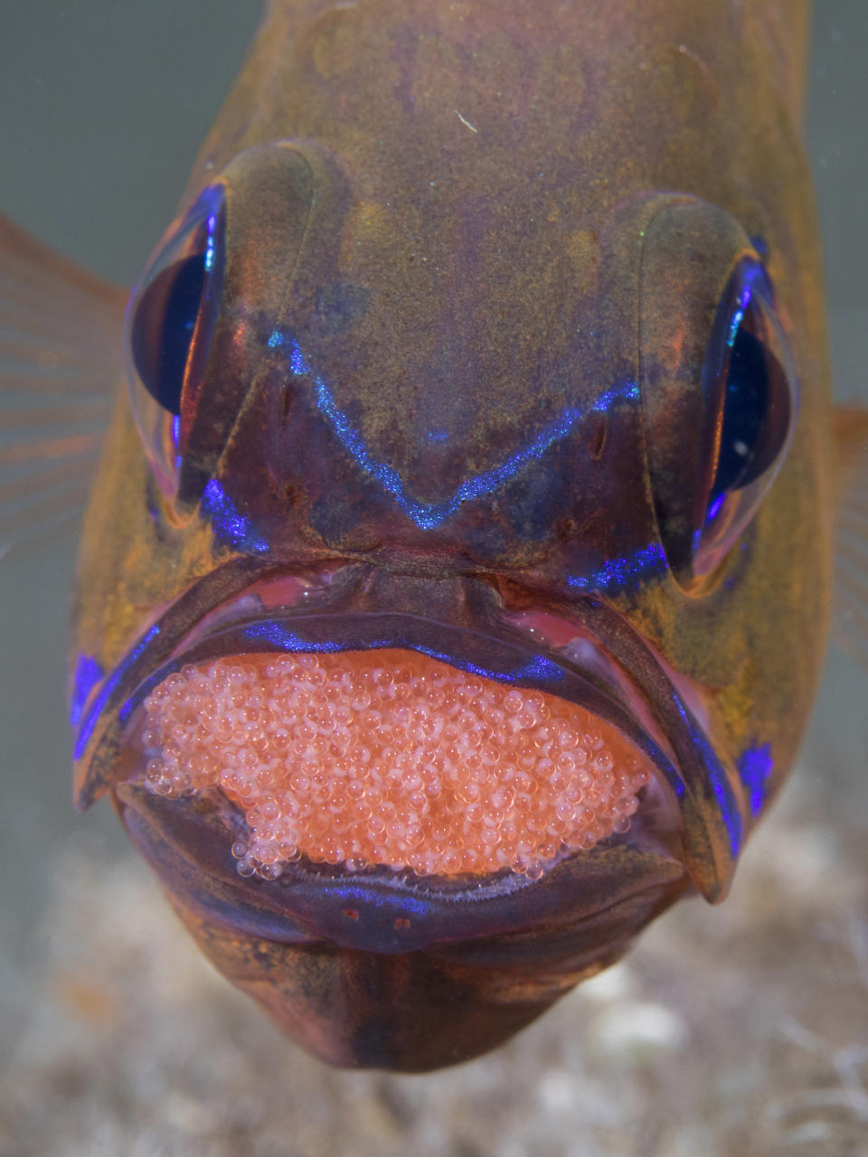 Ring-tailed cardinalfish carries fertilized eggs