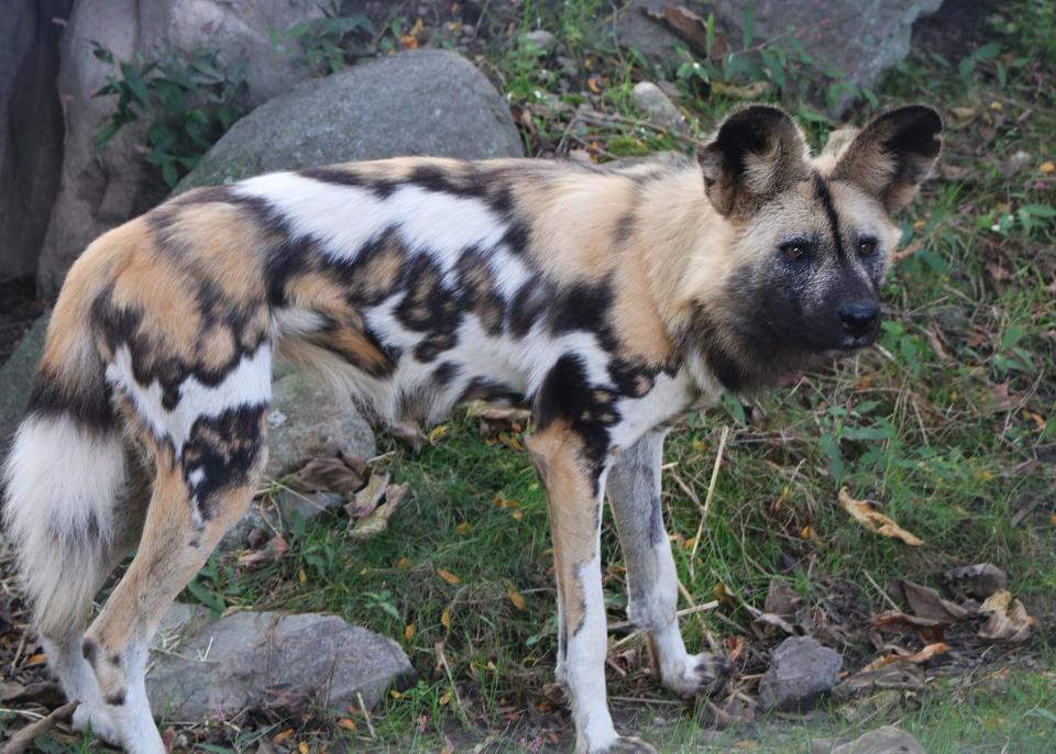 Franklin Park Zoo welcomes 2 African painted dogs