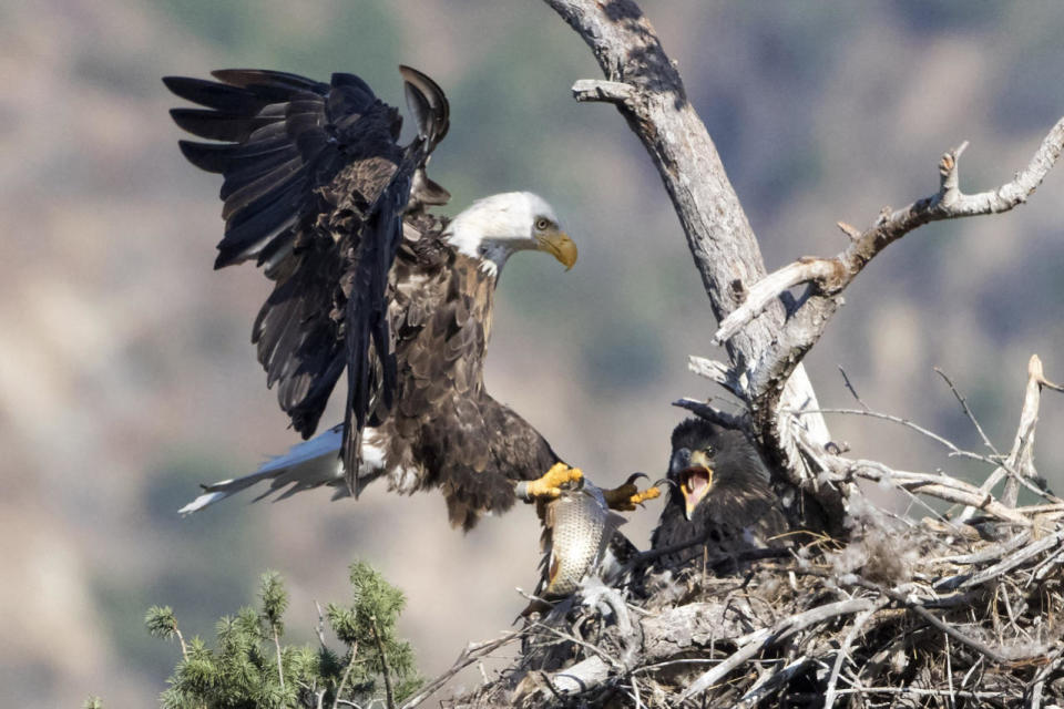 A male bald eagle swoops in to feed its baby a carp fish in California, USA - July 5, 2016 (Rex)