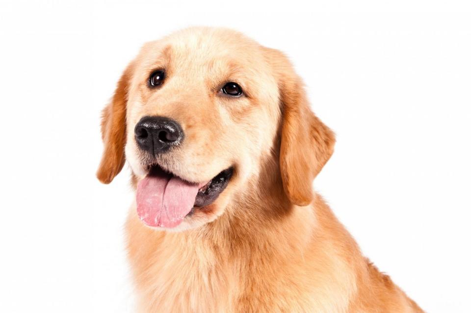 PHOTO: Golden Retriever.  (American Kennel Club)