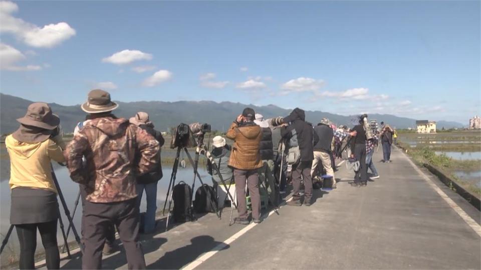 牠可飛越喜馬拉雅山！ 「班頭雁」首度現蹤宜蘭