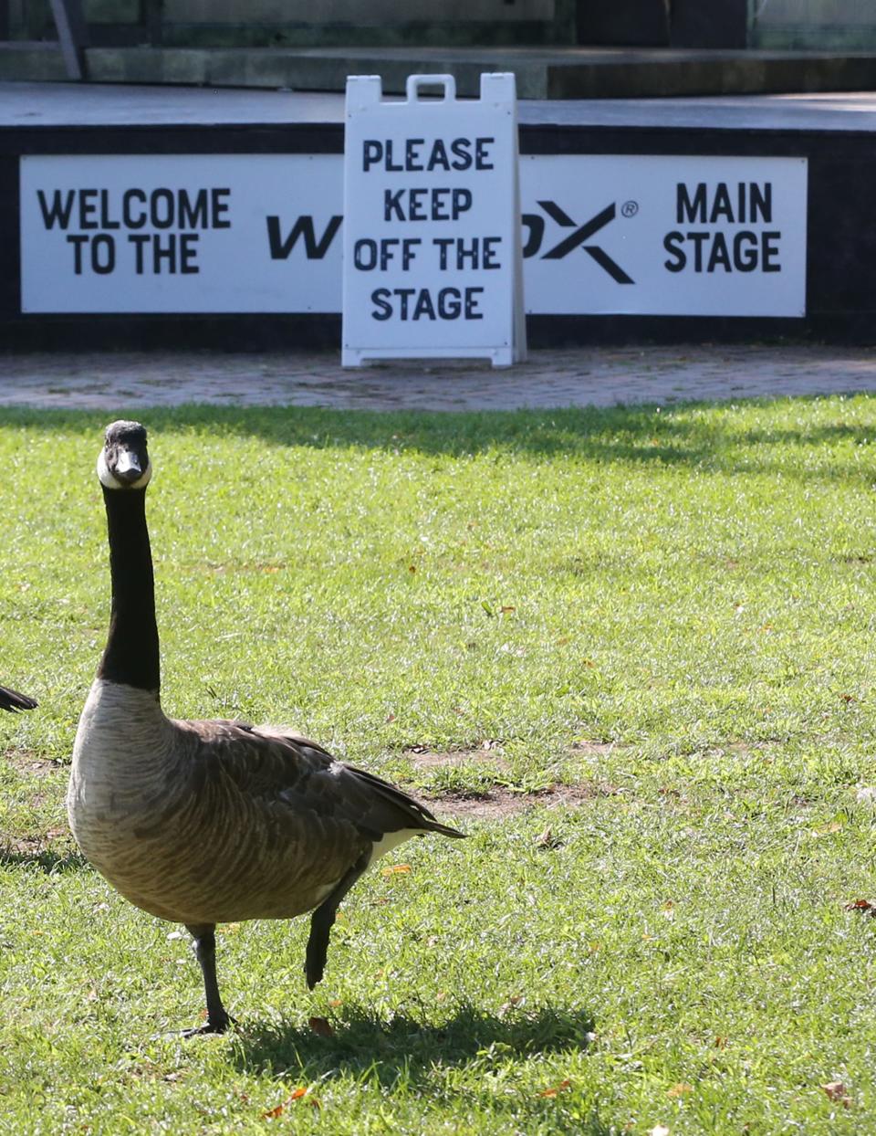 Canada geese roam the grounds at Prescott Park in Portsmouth Thursday, Aug. 24, 2023.