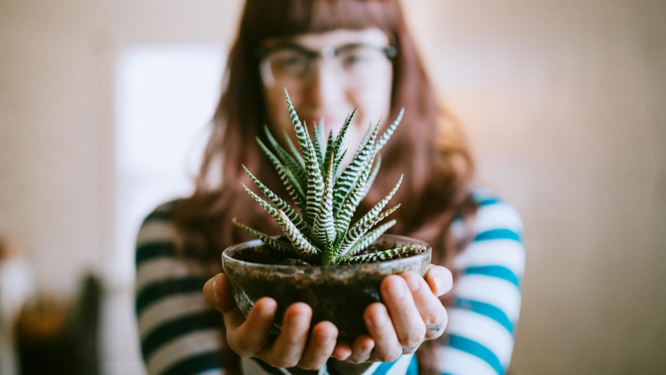 A woman shows off her favorite house plant in her living room, the sunlight shining in through the window.