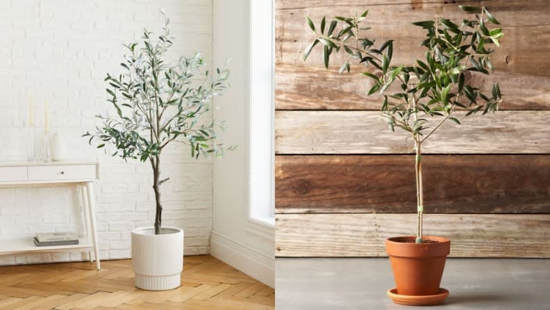 Olive trees have taken over as the newest trendy plant.