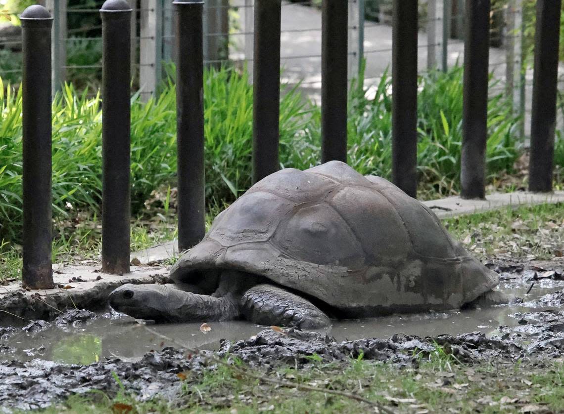 Tortoises barely moved and some took part in a mud bath during the total solar eclipse at the Fort Worth Zoo in Fort Worth, Texas, Monday Apr 08, 2024. (Special to the Star-Telegram Bob Booth)