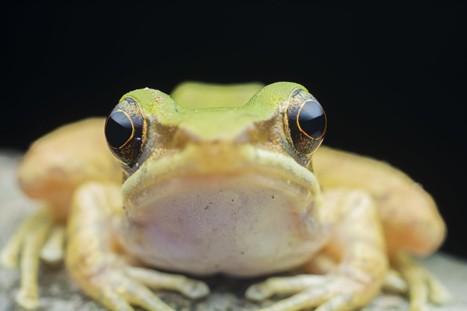 Close-up of a frog