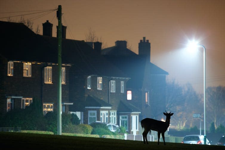 A fallow deer silhouette with street lights and terraced housing in the background at night.