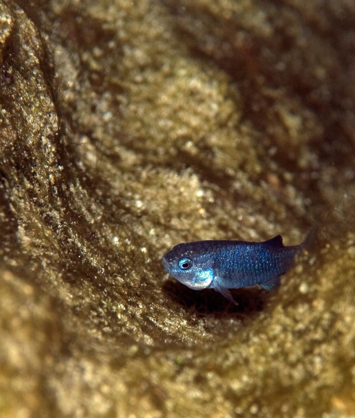 The Devils Hole pupfish have increase in population after a 25-year low.
