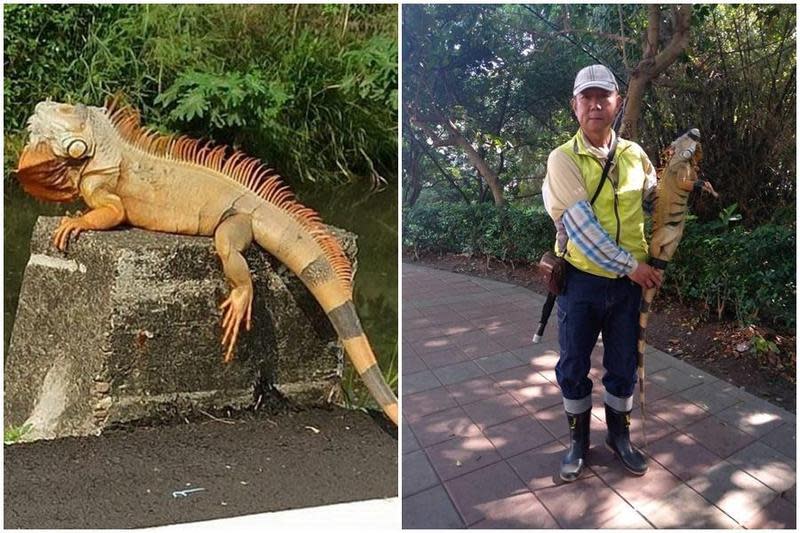 屏東縣萬丹鄉出沒大型綠鬣蜥嚇壞民眾，屏東縣農業處昨（17日）已將牠「逮捕歸案」。（屏東縣農業處提供）