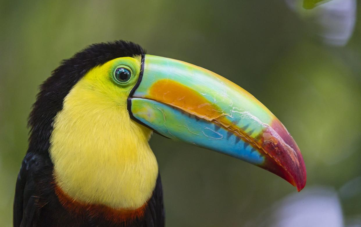 Close up of toucan with a colorful beak.