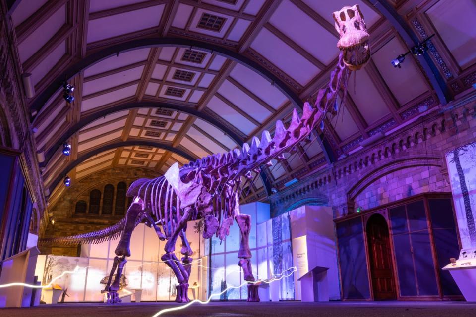 A titanosaur model is displayed at London’s Natural History Museum (Getty Images)