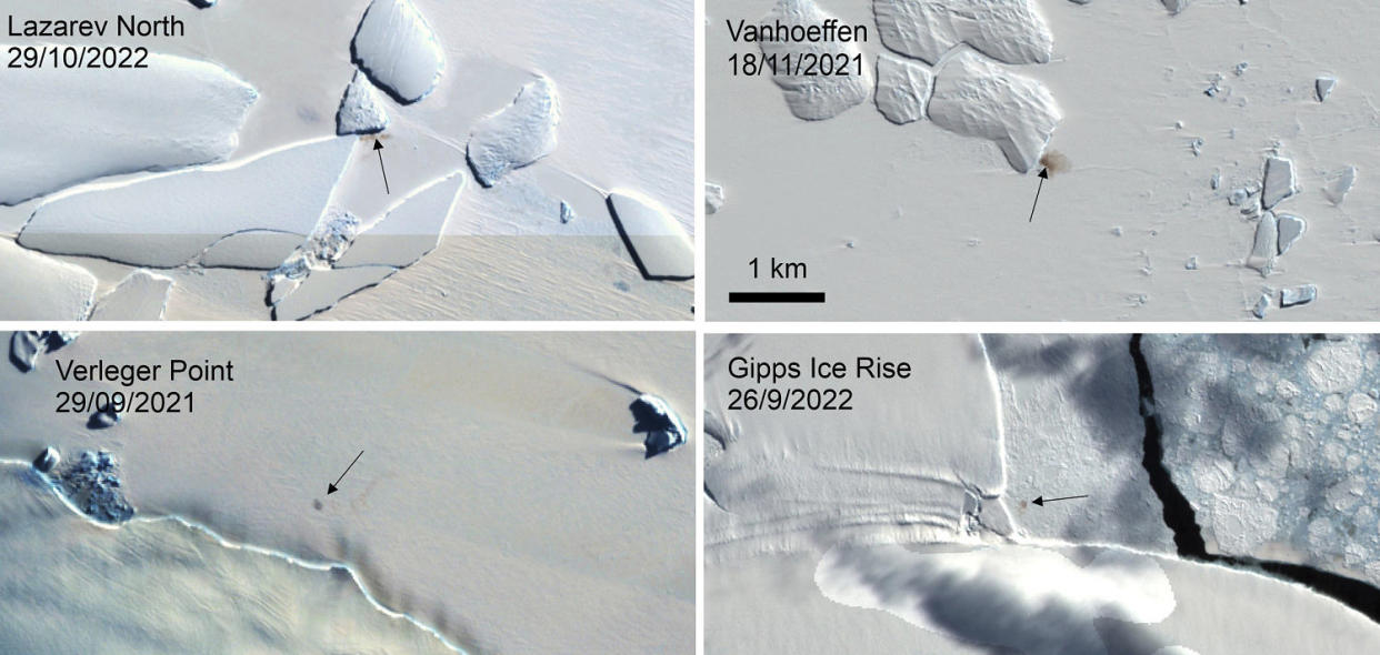 Scientists have spotted previously unknown colonies of emperor penguins in new satellite imagery. At least some emperor penguins are moving their colonies as melting ice from climate change threatens breeding grounds. (Copernicus/British Antarctic Survey / AP)