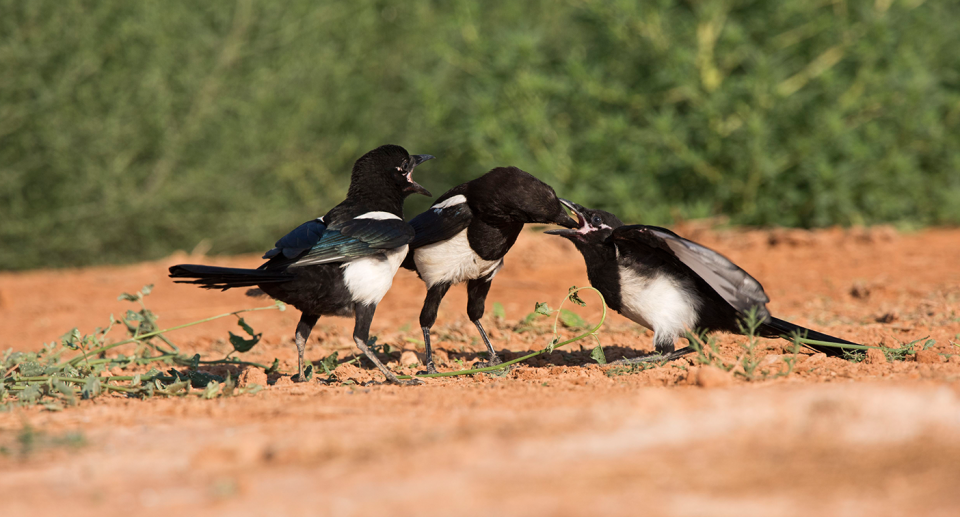 Eurasian magpies are known to be social birds. Source: Getty