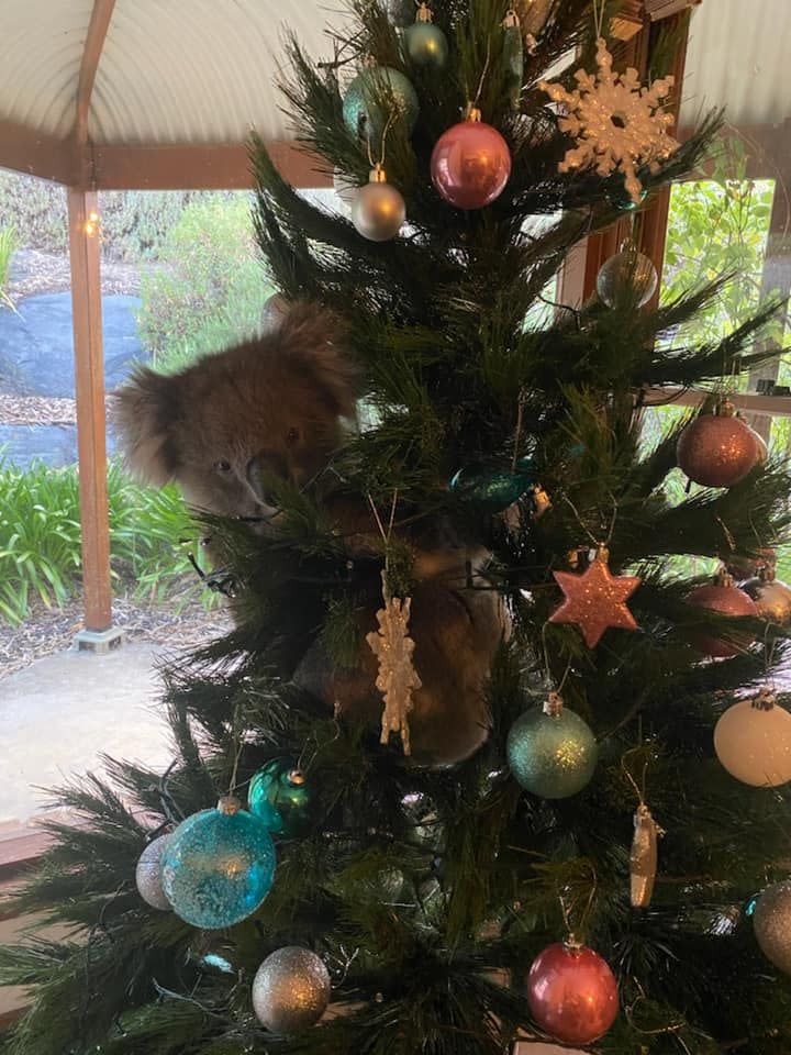 In einem Weihnachtsbaum in Adelaide wurde ein besonderer Weihnachtsgast gefunden. Foto: Mit freundlicher Erlaubnis von Amanda McCormick