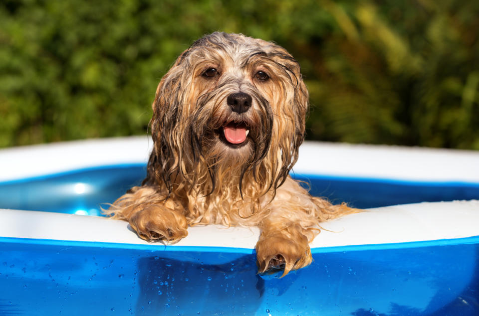 Si la temperatura sube, toma recaudos para proteger a tu mascota. Foto: Dorottya_Mathe/iStock