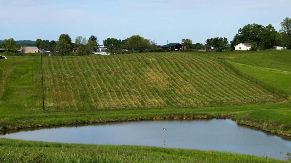 The nearly 1,400 American white oak seedlings planted on a plot of the Maker’s Mark Star Hill Farm take up only a slice of the full 23 acres that will make up the full repository on May 6, 2021.