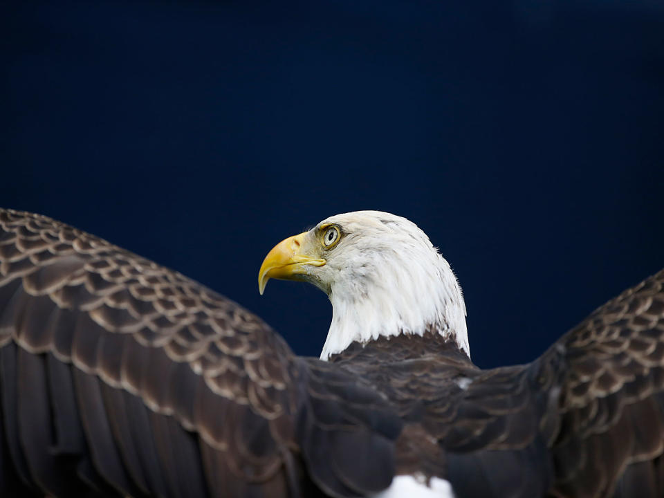 An American Bald Eagle: Getty