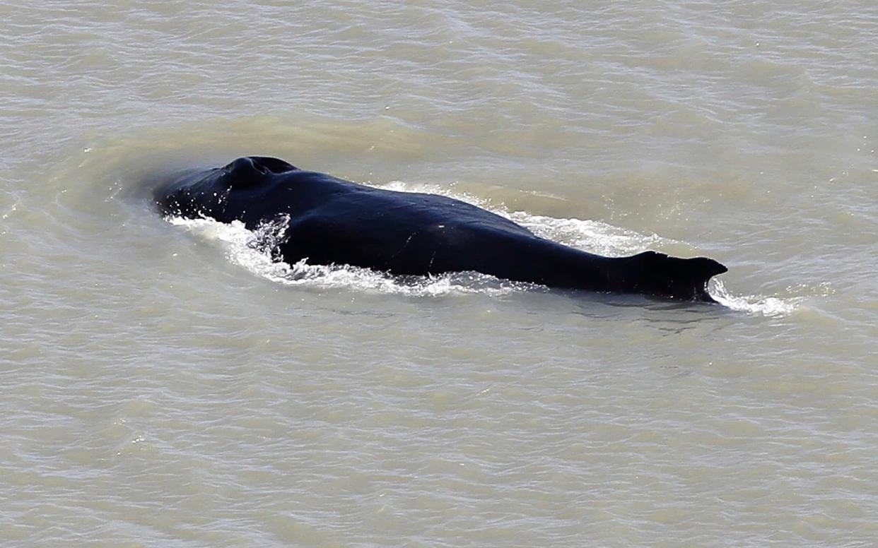 A humpback whale swims in the East Alligator River in the Kakadu National Park in Australia's Northern Territory - Northern Territory Government