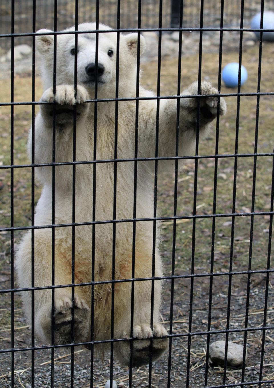 Kali, a polar bear cub orphaned when its mother was killed by a hunter in northwest Alaska, climbs the screen of his cage on Monday, May 13, 2013, at the Alaska Zoo in Anchorage, Alaska. UPS will fly the cub Tuesday to its new temporary home at the Buffalo Zoo. (AP Photo/Dan Joling)