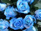 <p>Blue roses are often a symbol of mystery, representing air in which life is at a balance. These beautiful blooms have a special meaning for Libras and make the perfect gift. </p><p><a class="link " href="https://go.redirectingat.com?id=127X1599956&url=https%3A%2F%2Fwww.blossominggifts.com%2F12-blue-roses&sref=https%3A%2F%2Fwww.housebeautiful.com%2Fuk%2Fgarden%2Fplants%2Fg33666571%2Fflowers-zodiac-sign%2F" rel="nofollow noopener" target="_blank" data-ylk="slk:BUY NOW VIA BLOSSOMING GIFTS;elm:context_link;itc:0;sec:content-canvas">BUY NOW VIA BLOSSOMING GIFTS </a><br></p>