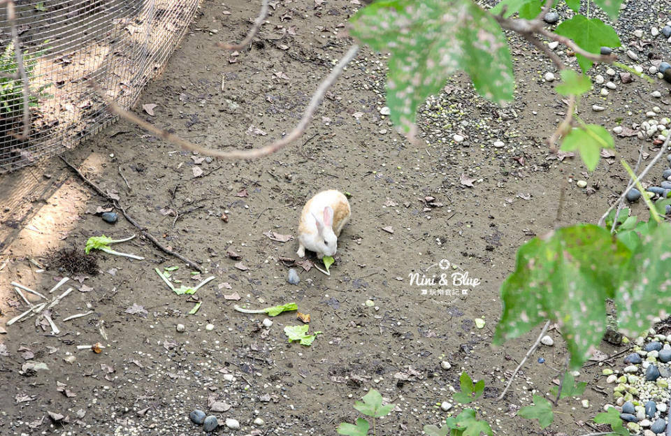 雲林斗六｜鵝媽媽 鵝童樂園