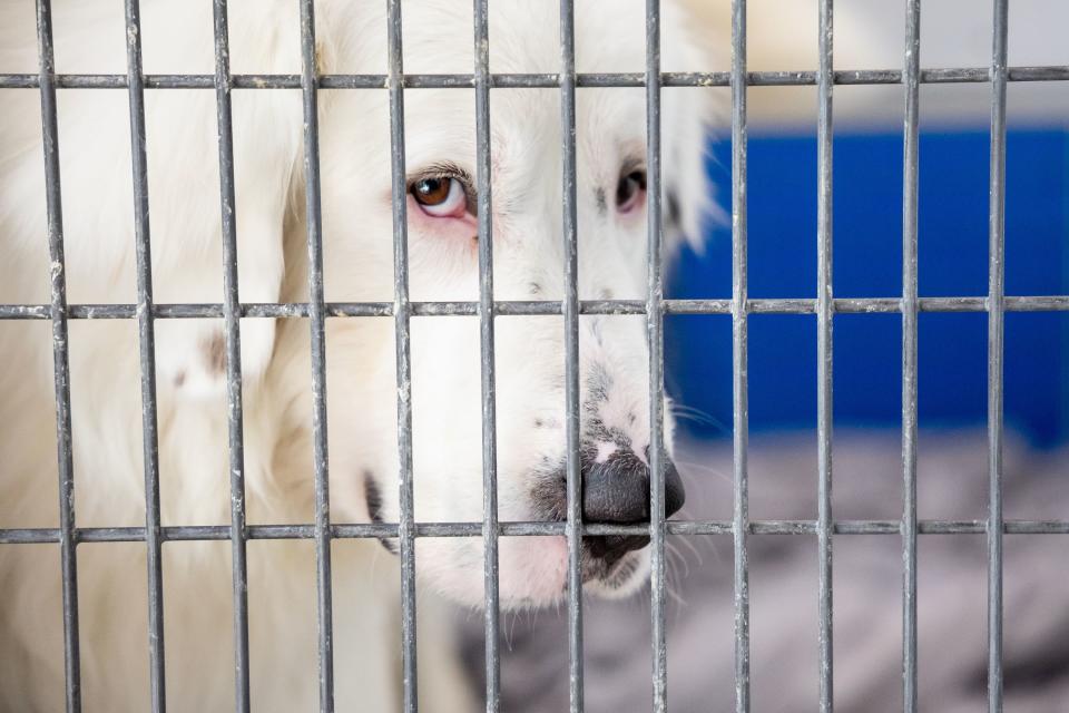 Norvik, a 2-year-old Great Pyrenees mix, looks out from his kennel at Salt Lake County Animal Services in Millcreek, where he is available for adoption, on Thursday, April 20, 2023. | Spenser Heaps, Deseret News
