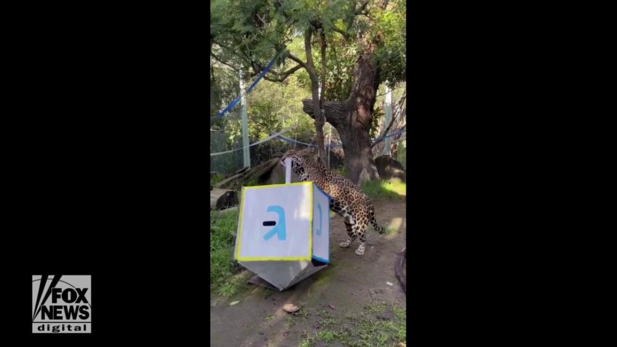 Animals spotted enjoying Hanukkah treats this holiday season