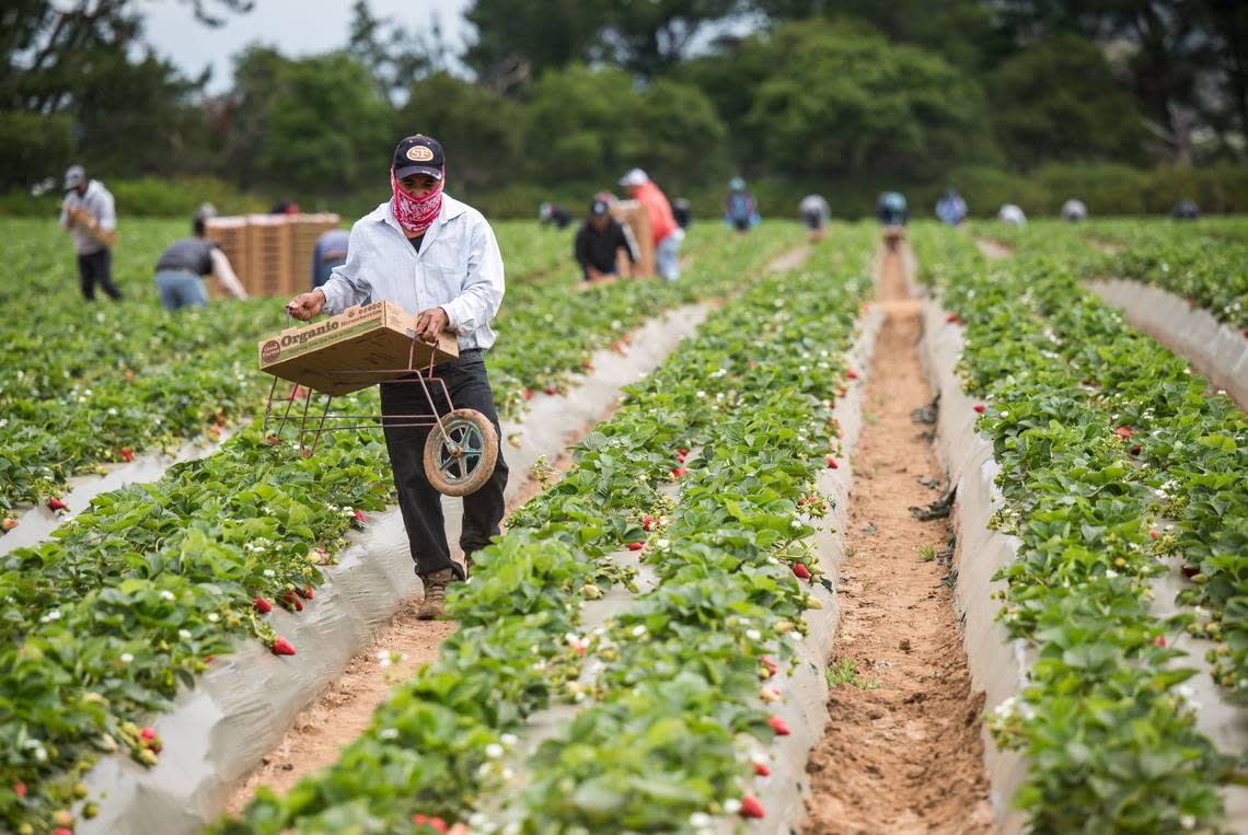 Farmworkers pick strawberries in May on the Ramos Farm on Ranport Road outside of Watsonville, about two miles from the Buena Vista Migrant Center.