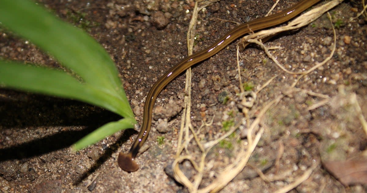 hammerhead worm