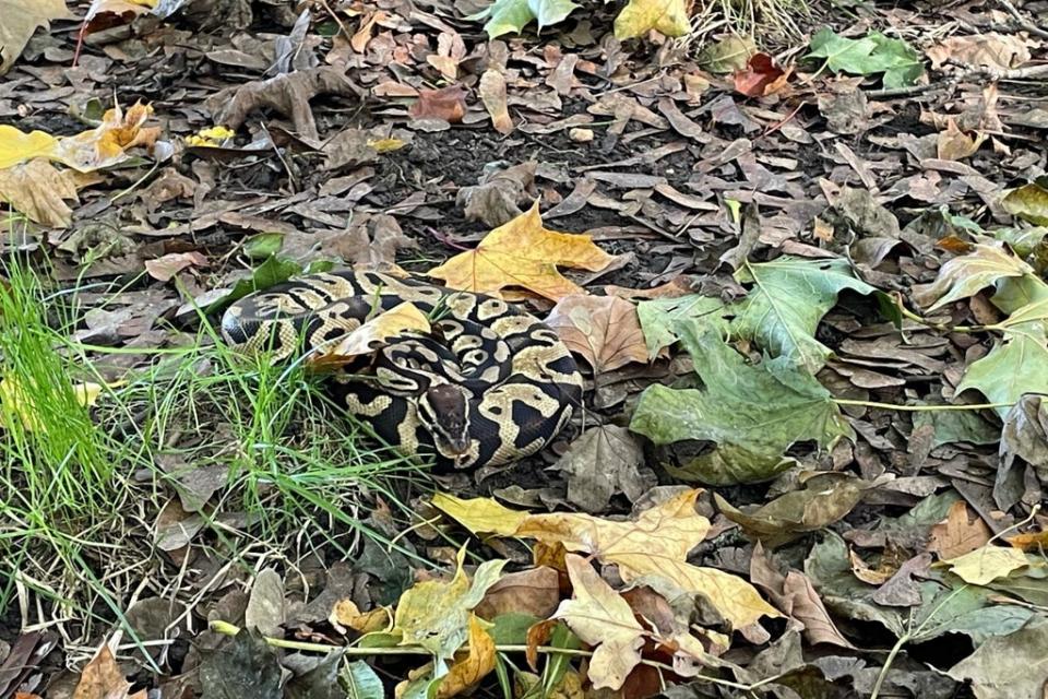 Python discovered at Hampstead Heath (City of London Corporation )