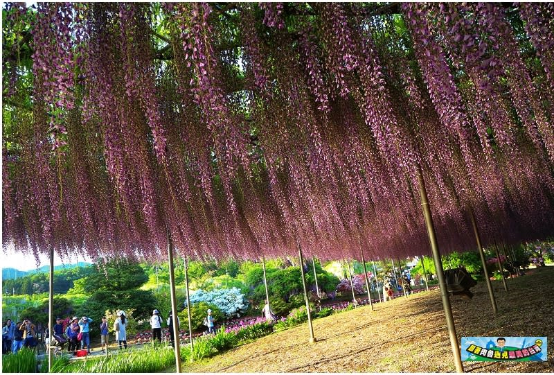 日本栃木縣｜足利花卉公園