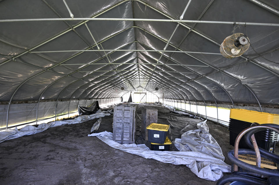 A marijuana drying house is seen at Slack Hollow farm in Argyle, N.Y., Friday, May 12, 2023. Farmers growing New York's first legal adult marijuana crop are having trouble moving product because there's only a dozen licensed dispensaries statewide to sell to. (AP Photo/Hans Pennink)