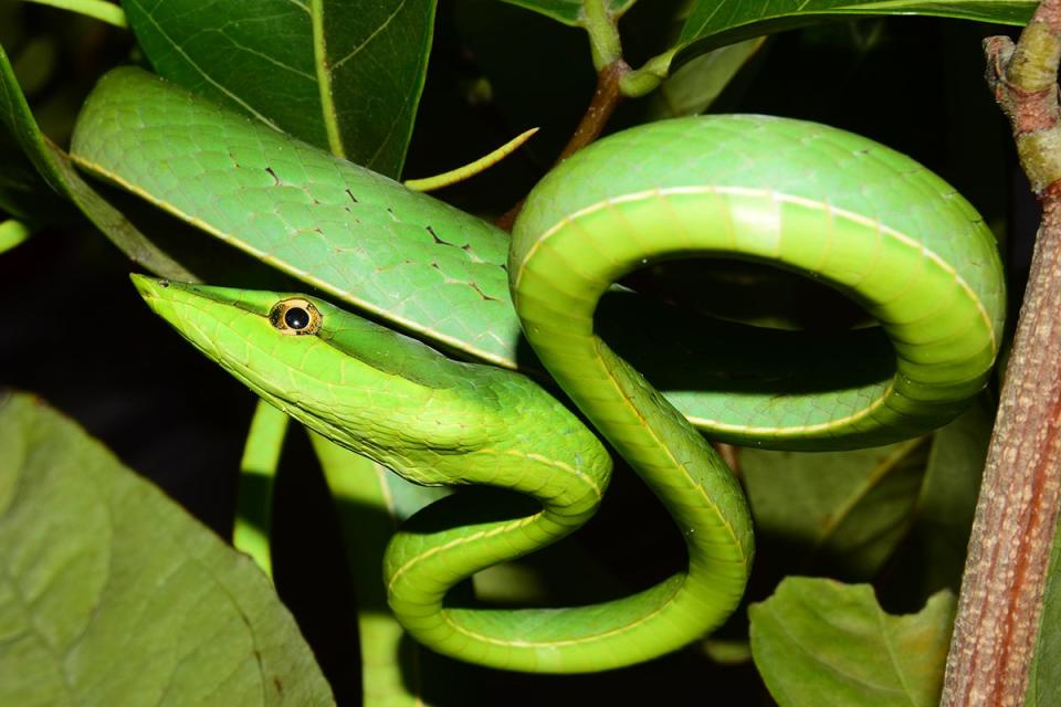 A green vine snake (Oxybelis fulgidus) in Brazil. This mildly-venomous species is known to eat frogs, lizards, and birds. <em>CREDIT: Ivan Prates, University of Michigan</em>